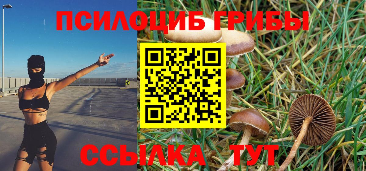 Сосновый Бор  Псилоцибиновые грибы Psilocybe  Вход с VPN 